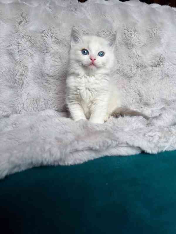 Nádherná koťátka plemene Ragdoll hledají trvalé rodiny - foto 2