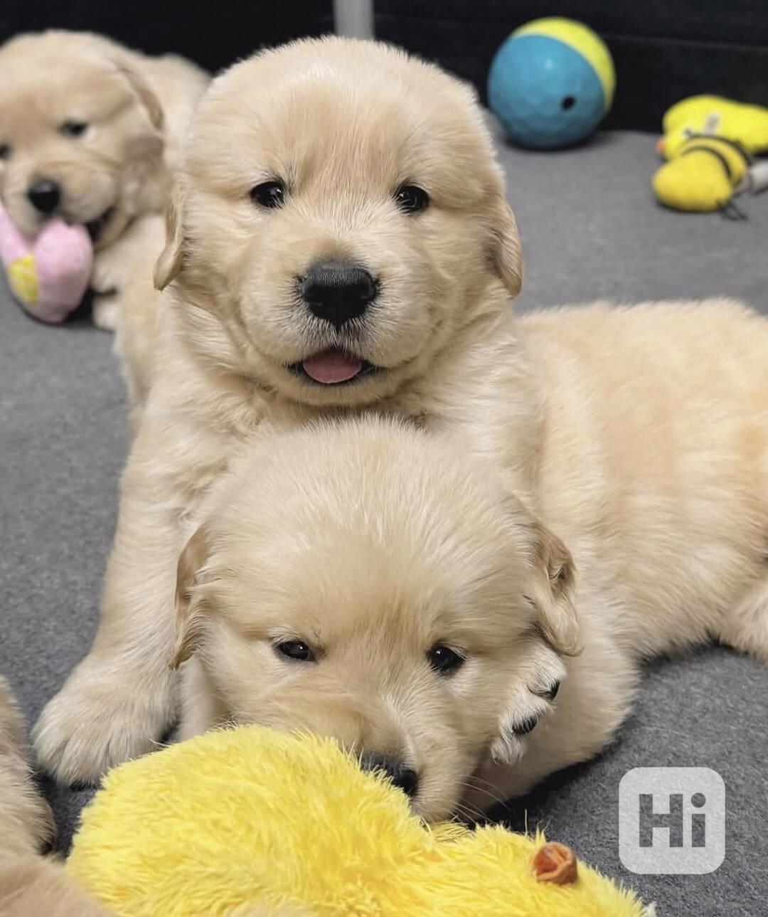Zlatí retrívři – loajální, přátelští a rodinní - foto 1
