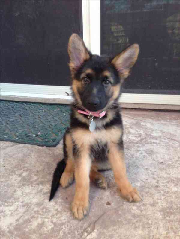 Vynikající štěňata německého ovčáka - foto 1