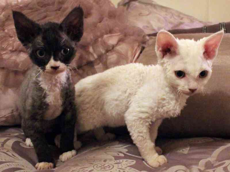 kotě devon rex - foto 3