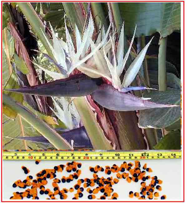 BÍLÁ STRELITZIA NICOLAI - SEMENA - foto 1