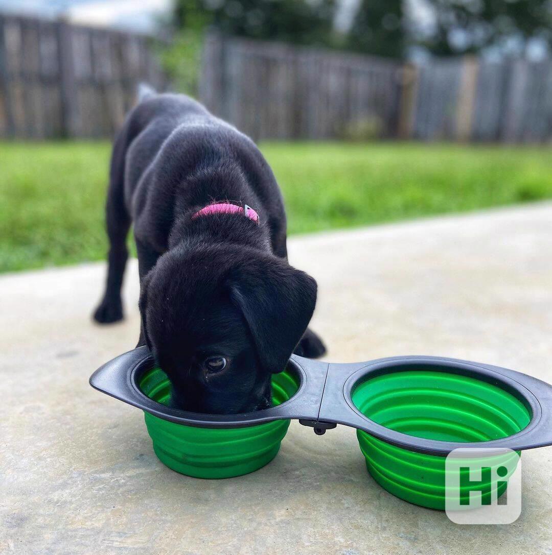 Štěně labradora hledá nový domov - foto 1