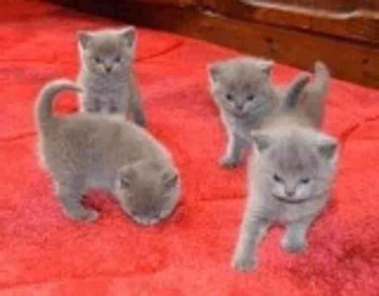 Koťata britské krátkosrsté šelmy Jsou k dispozici koťata bri