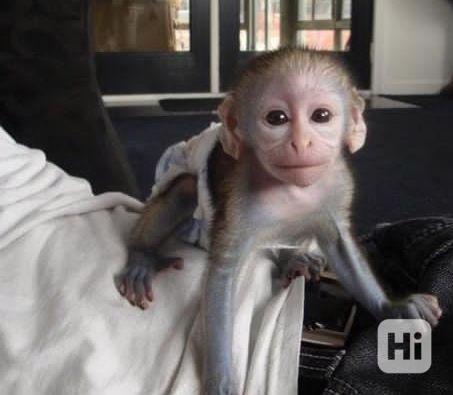  Sladký kapucín  - foto 1