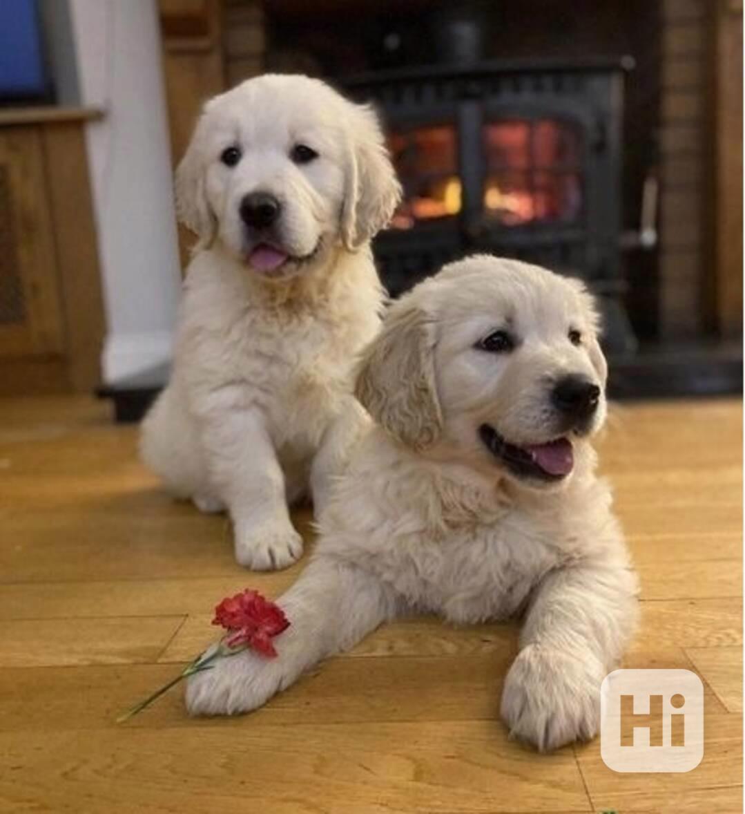 Dvě okouzlující štěňata zlatého retrívra - foto 1