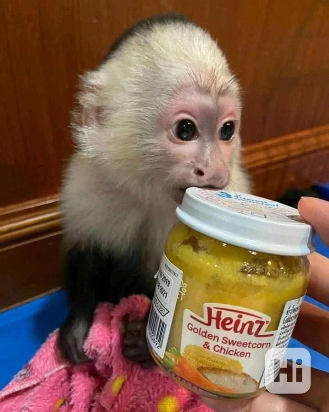 Zdarma Dítě kapucínské opice k adopci nyní zdarma  - foto 1