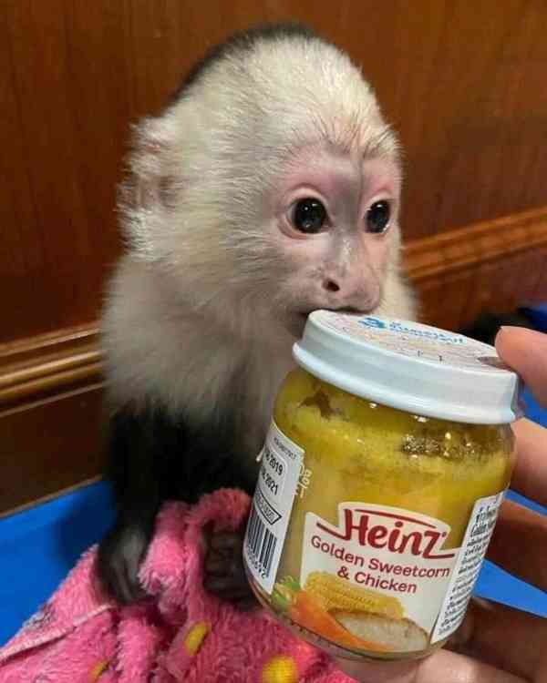 Zdarma Dítě kapucínské opice k adopci nyní zdarma 