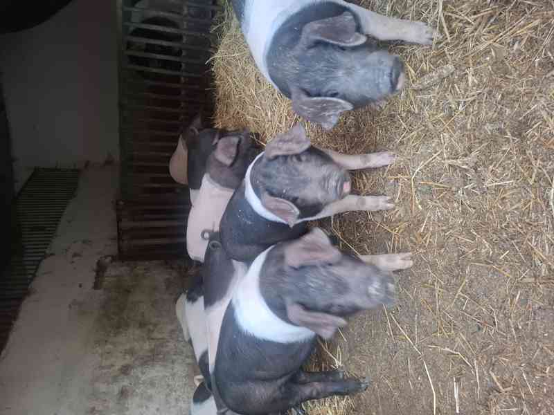 Selata - foto 2