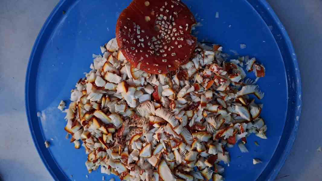 Muchomůrka červená mast + tinktura (amanita muscaria) 96% - foto 4