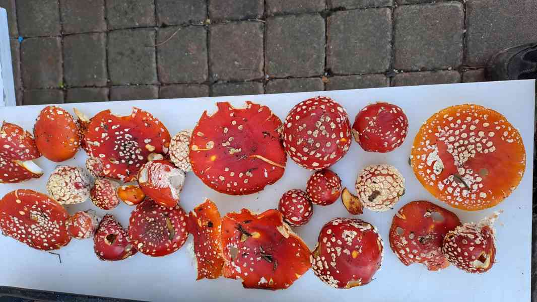 Muchomůrka červená mast + tinktura (amanita muscaria) 96% - foto 3