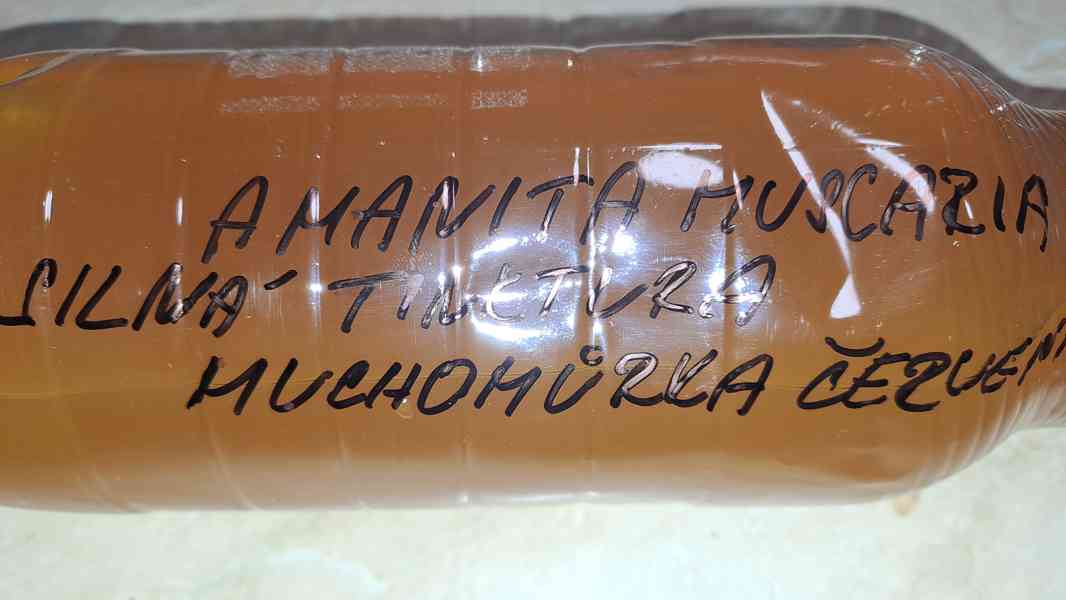 Muchomůrka červená mast + tinktura (amanita muscaria) 96% - foto 2