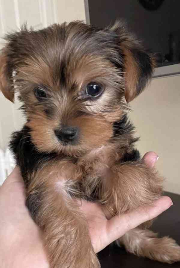 Prodám krásná štěňátka jorkšírského teriéra