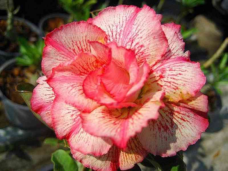 Adenium obesum 'petsayrung' - semena