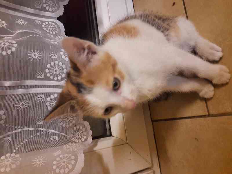 Daruji kote  - foto 1