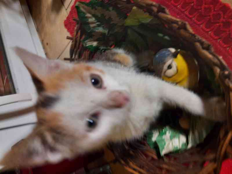 Daruji kote  - foto 3