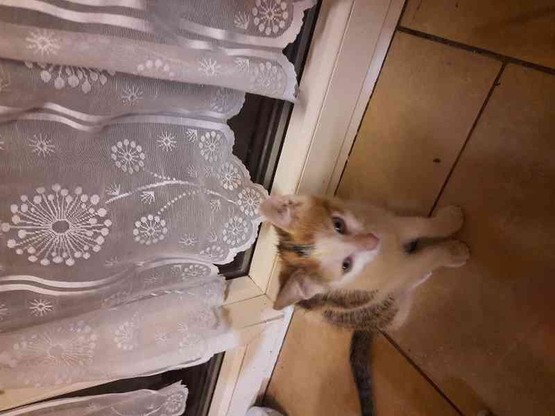 Daruji kote  - foto 2