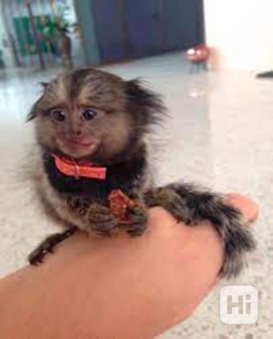 Okouzlující kosman k adopci - foto 1