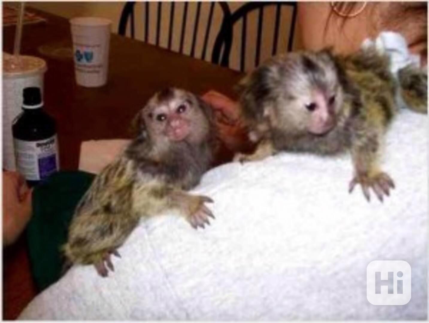 roztomilé opice kosmany k adopci - foto 1