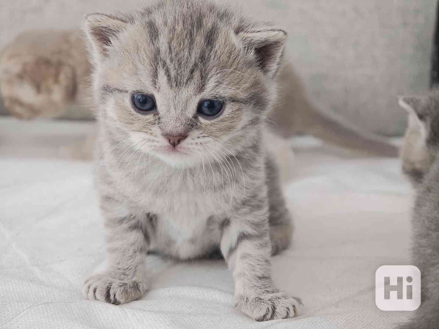 Britská whiskas koťátka  - foto 1