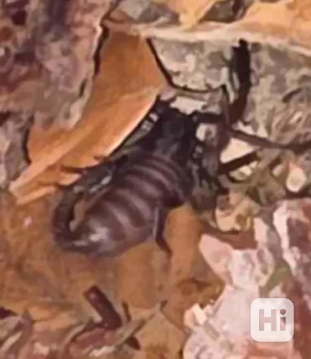 Miminka štírů druhu Heterometrus silenus, 1.-2. svlek - foto 1