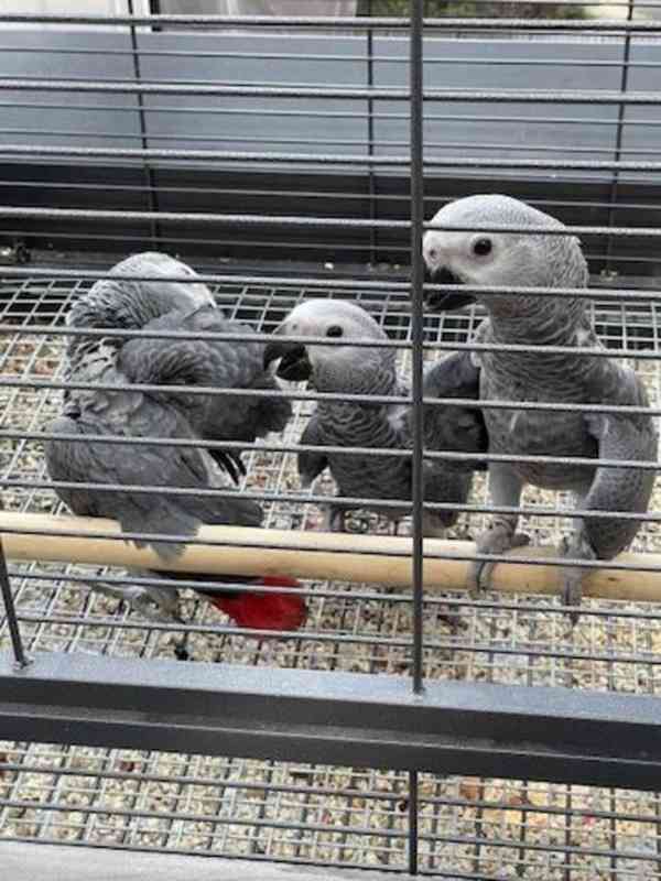 Papoušci šedí afroameričtí nyní k dispozici