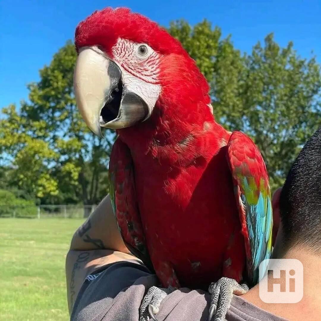 Mluvící a zpívající papoušci ara ara  - foto 1