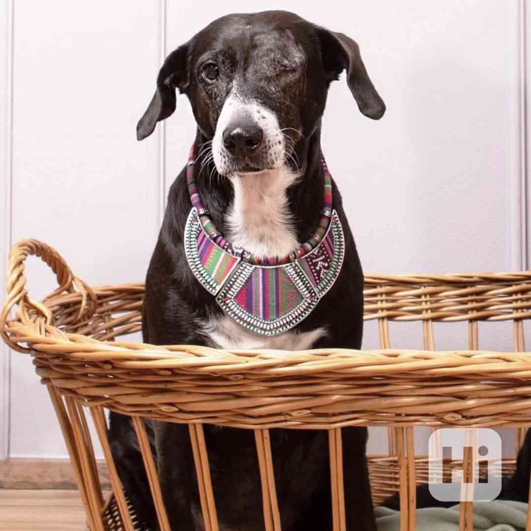 DAFNY - 19 kg, kastrovaná fenečka 11 let  - foto 1