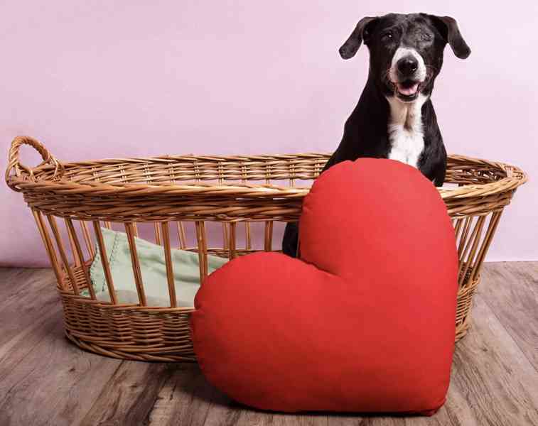 DAFNY - 19 kg, kastrovaná fenečka 11 let  - foto 2