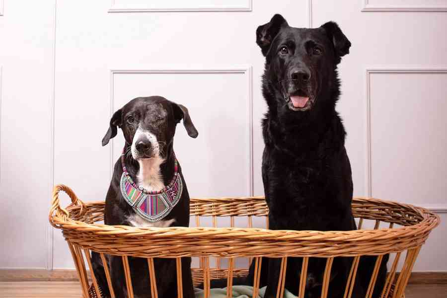 DAFNY - 19 kg, kastrovaná fenečka 11 let  - foto 4