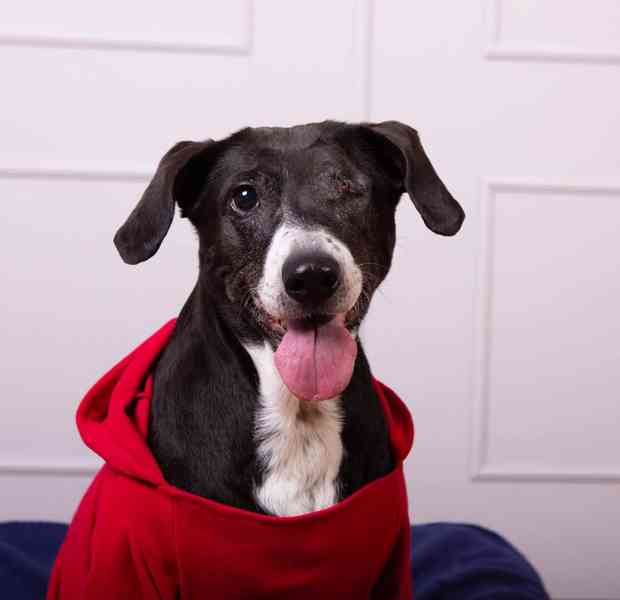 DAFNY - 19 kg, kastrovaná fenečka 11 let  - foto 1