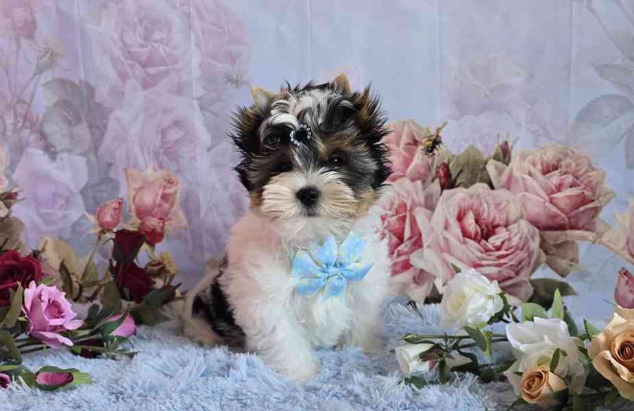 Teacup Maltese - foto 1