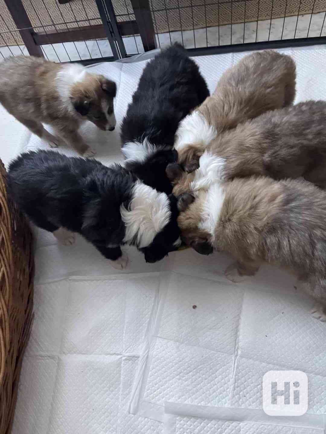 Stenata Border Colie / Colie  - foto 1