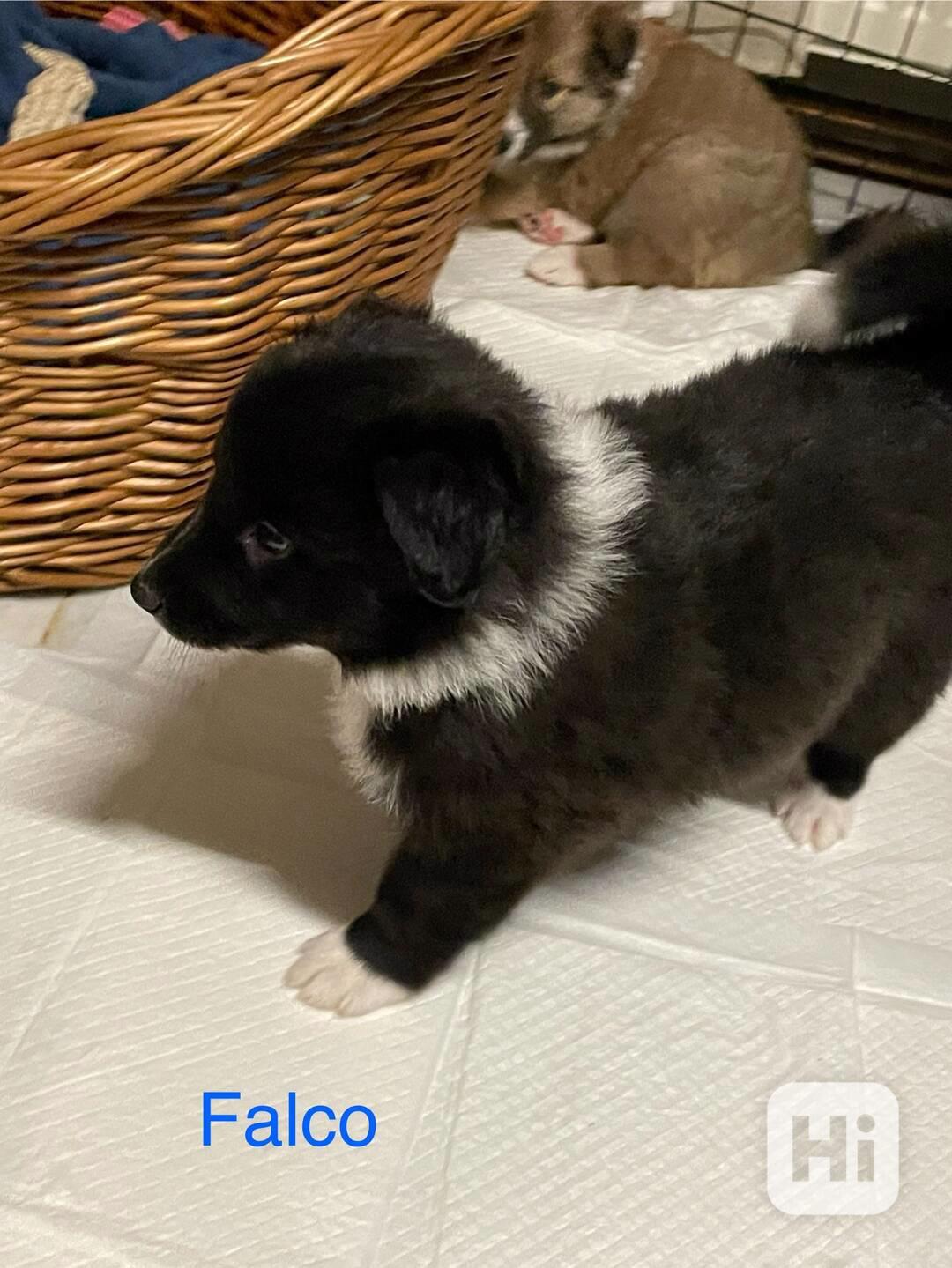 Stenata Border Colie / Colie  - foto 1