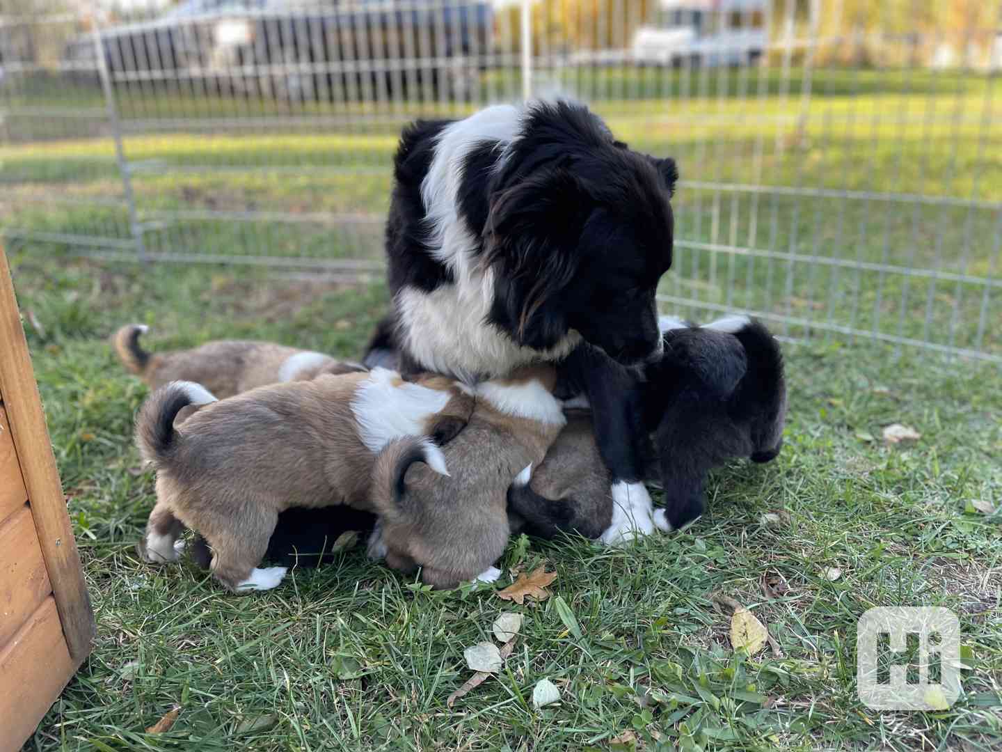 Stenata Border Colie / Colie  - foto 1