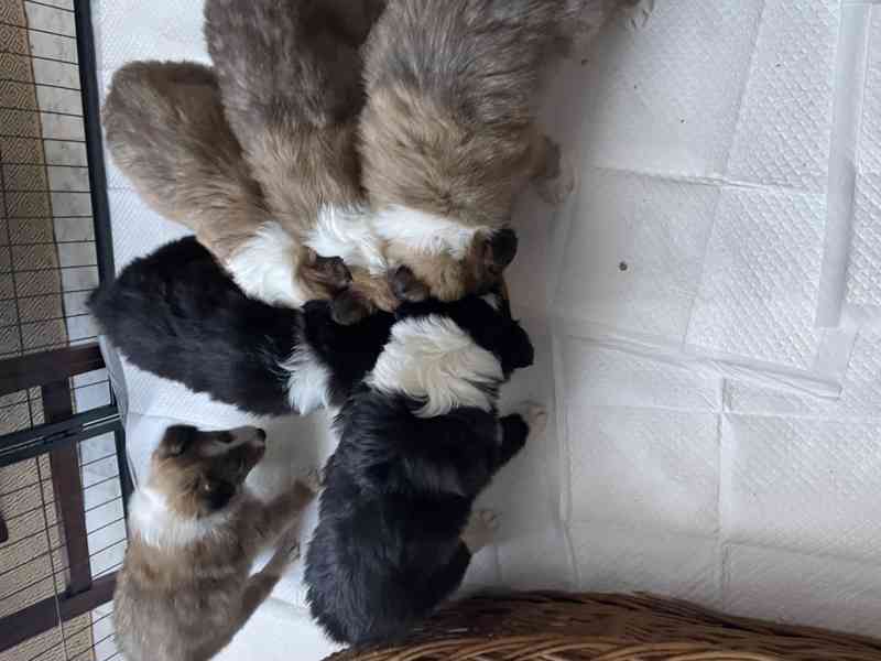 Stenata Border Colie / Colie  - foto 2