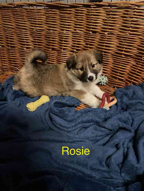 Stenata Border Colie / Colie  - foto 5