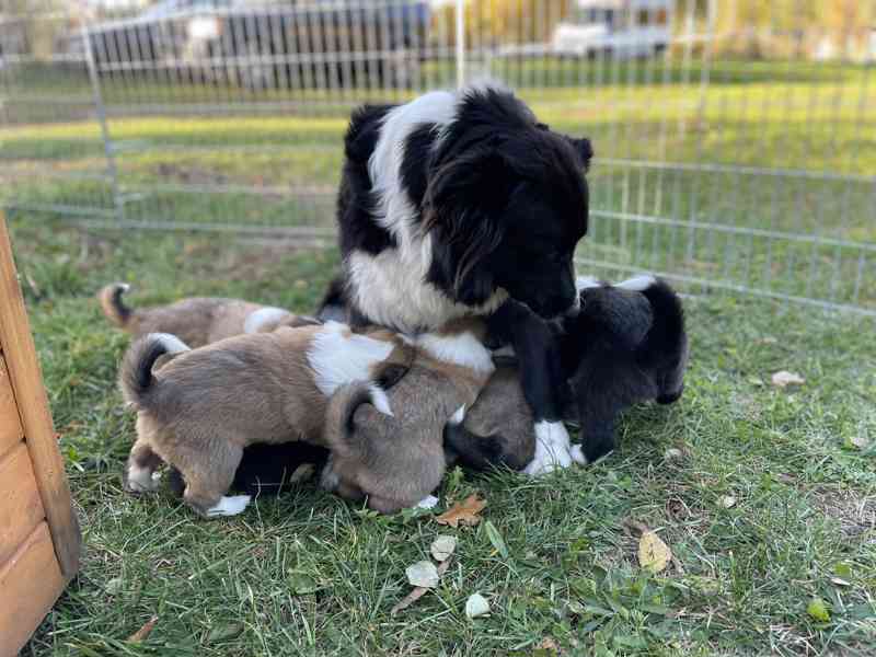 Stenata Border Colie / Colie  - foto 8