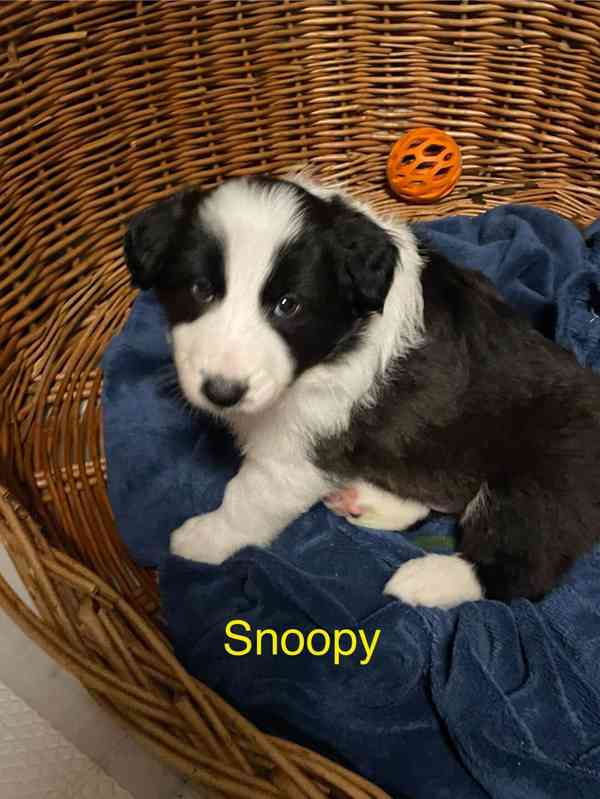 Stenata Border Colie / Colie  - foto 4