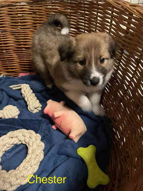 Stenata Border Colie / Colie  - foto 6