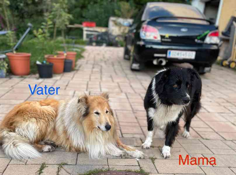 Stenata Border Colie / Colie  - foto 9