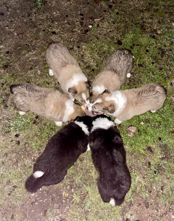 Stenata Border Colie / Colie  - foto 6