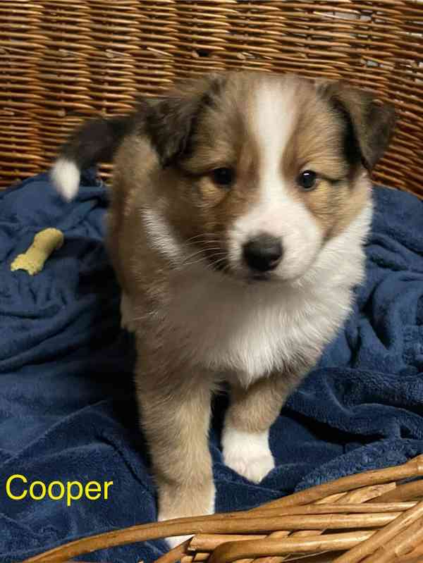 Stenata Border Colie / Colie  - foto 3