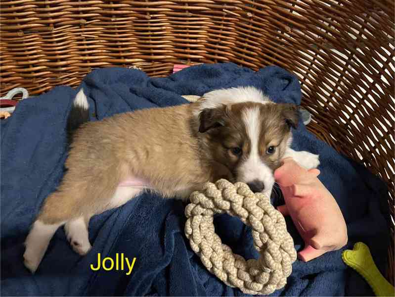 Stenata Border Colie / Colie  - foto 7