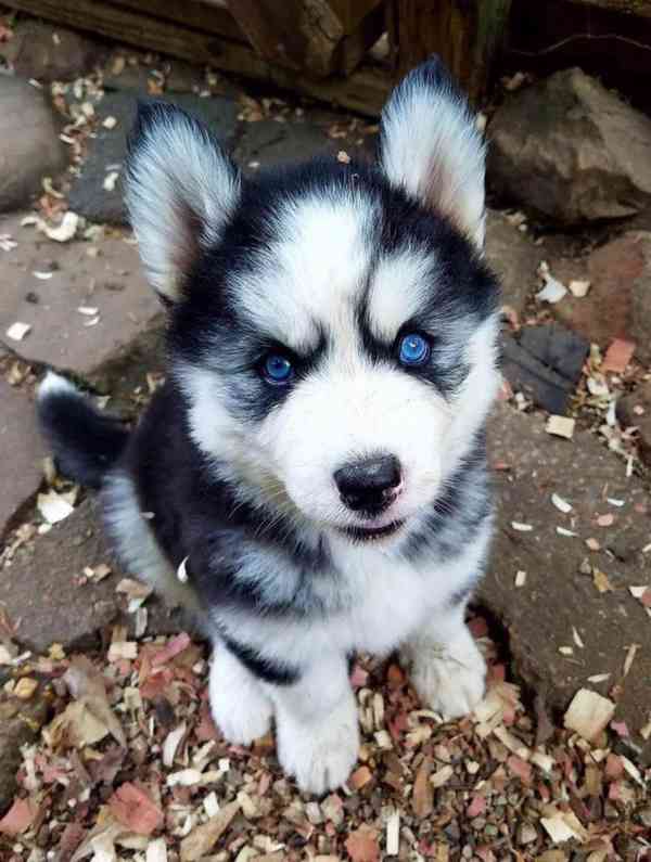 Kvalitní štěňata sibiřského huskyho k adopci zdarma!!! - foto 1