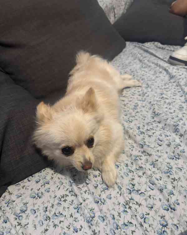 štěňata pomeraniana - foto 2