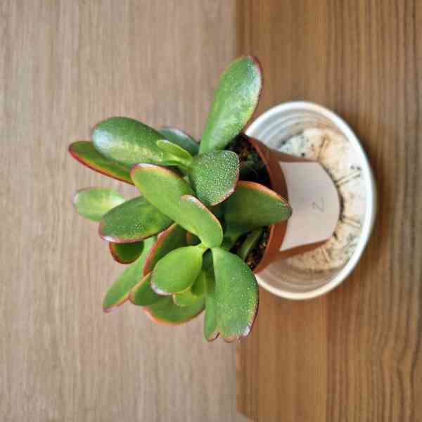 Crassula Ovata Sunset - foto 2