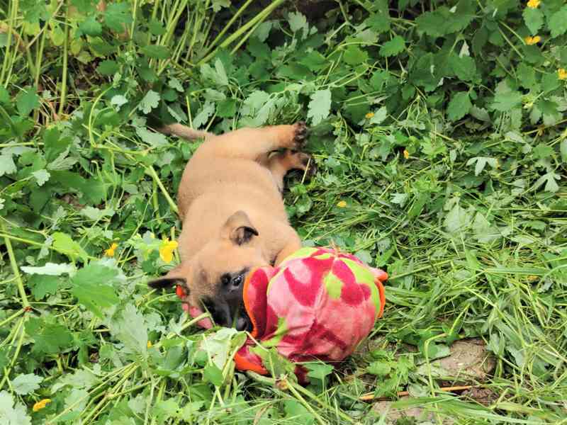 Belgický ovčák-Malinois-štěňata - foto 9