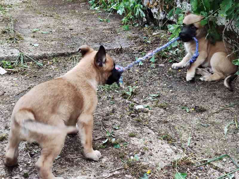 Belgický ovčák-Malinois-štěňata - foto 5