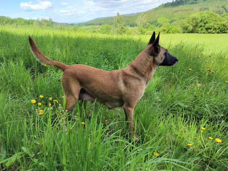 Belgický ovčák-Malinois-štěňata - foto 4