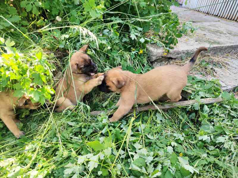 Belgický ovčák-Malinois-štěňata - foto 7